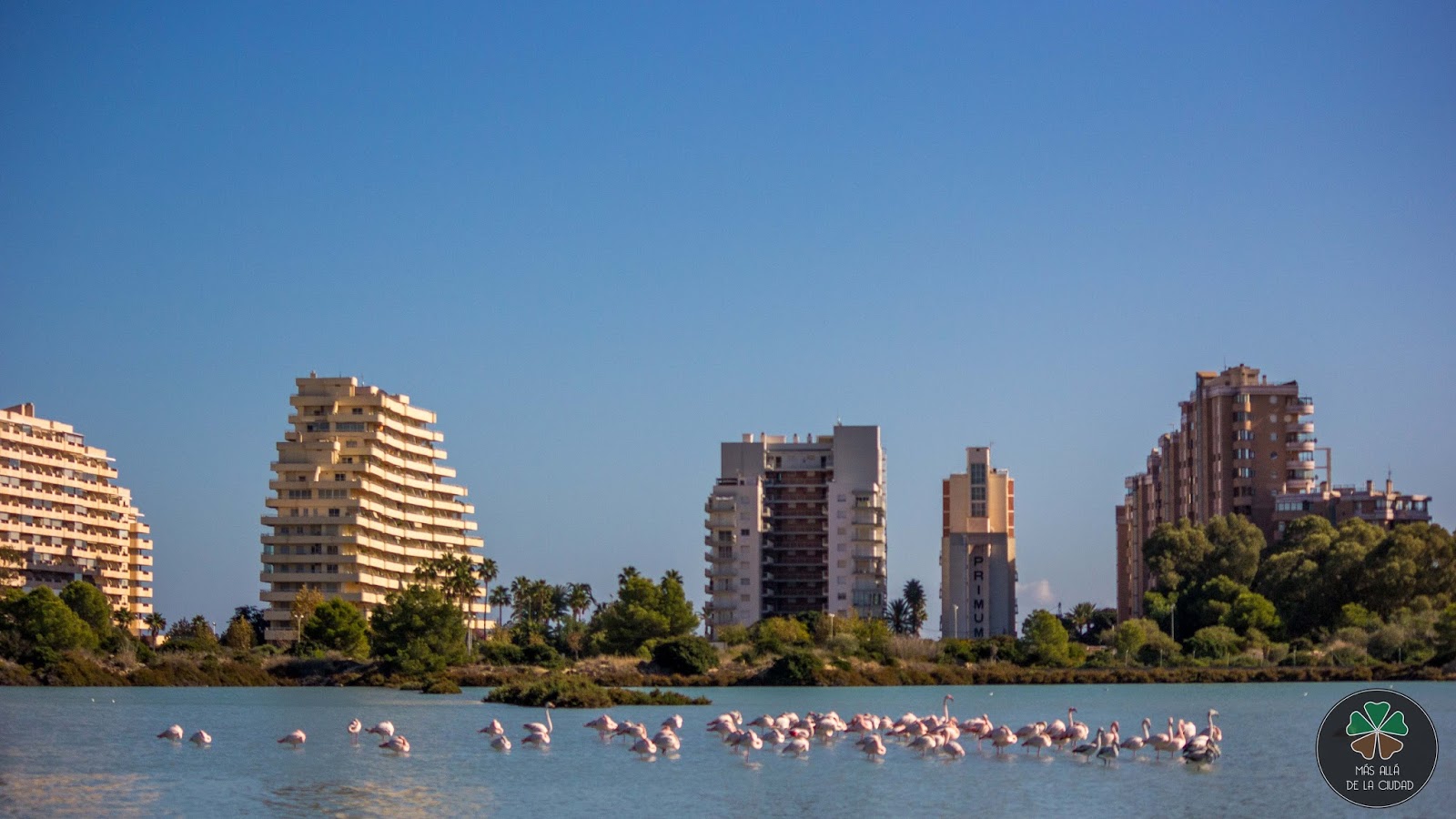 salinas calpe